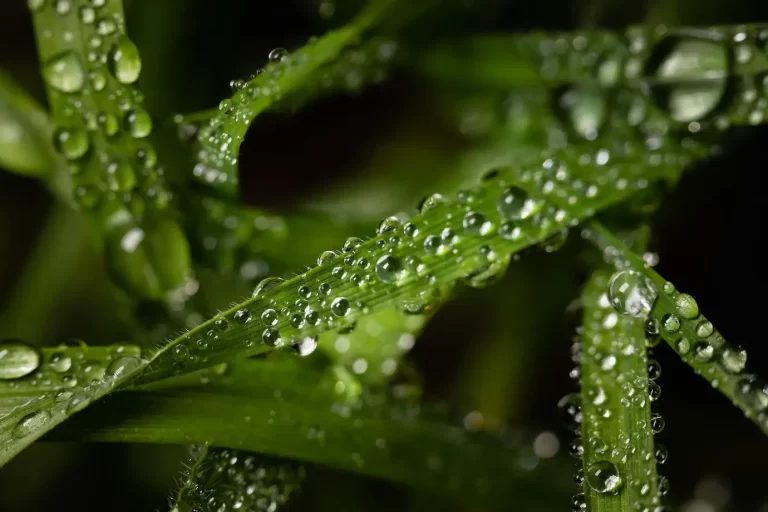 Foto cercana de las hojas de una planta sobre la cual se aprecian pequeñas gotas de agua